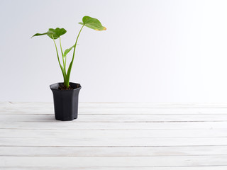 Plant pot on white wooden shelf.