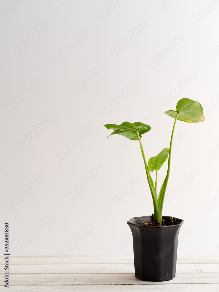 Wall mural plant pot on white wooden shelf.