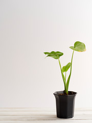 Plant pot on white wooden shelf.
