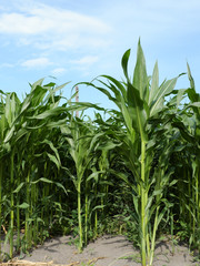 Rows of corn in a home garden.