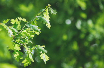 Fototapeta na wymiar Backlit Oak Leaves with narrow depth of field. Beautiful summer natural background.
