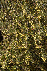 an olive tree of the Ascolana variety in central Italy