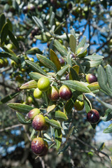 a branch of green olives