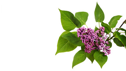 lilac branch isolated on white background