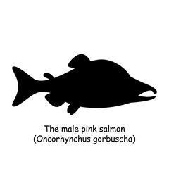The black silhouette of the male pink salmon (Oncorhynchus gorbuscha) is isolated on white background.