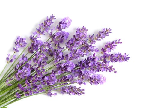 Bunch of lavender.