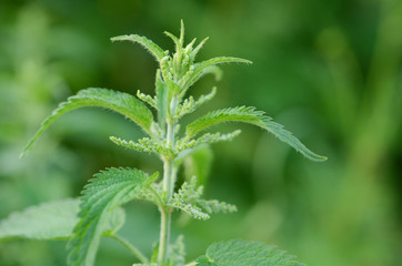Nettle close-up in a natural environment