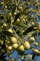 an olive tree of the Ascolana variety in central Italy used for the typical production of fried Ascoli olive