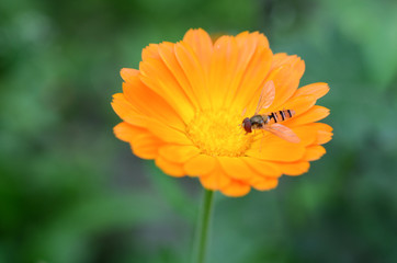 Calendula flower close-up in a natural environment