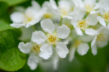 Closeup branch of cherry flowers