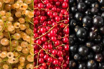 Background of blackcurrants, yellow and red currants. Top view. Background of fresh berries red, yellow and black color.Immunity system improvement. Antiviral treatment. Coronavirus prevention.