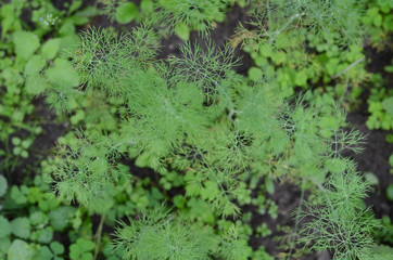 Dill, plant in the garden