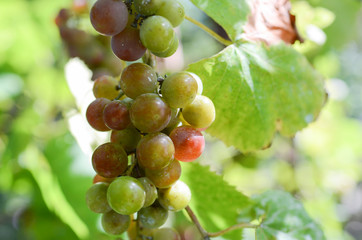 Purple red grapes with green leaves