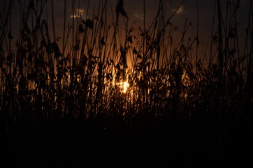 Fototapeta premium Evening sun in the reeds.