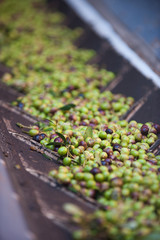 olives on the conveyor belt ready for the production of extra virgin oil