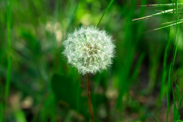 A herbaceous plant, Dandelion, in full ripening