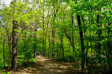             People walk in the park on a spring day coniferous and deciduous trees.     