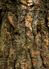   Texture of the tree bark brown pine tree .   