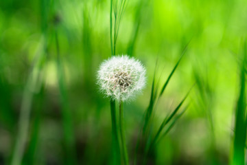 Fototapeta premium A herbaceous plant, Dandelion, in full ripening