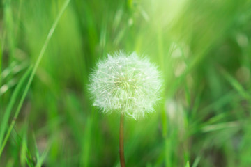 A herbaceous plant, Dandelion, in full ripening