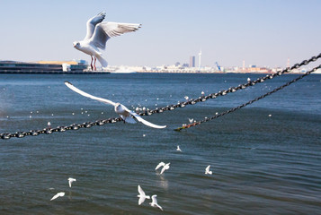 4月の青空に羽ばたくカモメ
