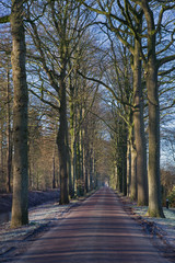 Lane structure.  Winter at Maatschappij van Weldadigheid Frederiksoord Drenthe Netherlands