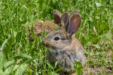 Naklejka na ściany i meble Easter greetings - Easter bunny rabbit sitting in green grass.