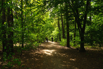             People walk in the park on a spring day coniferous and deciduous trees.     