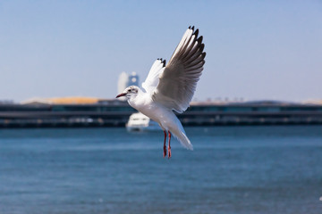 4月の青空に羽ばたくカモメ