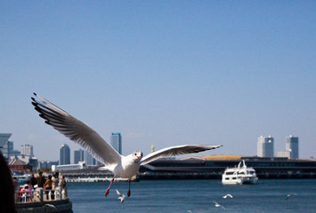 4月の青空に羽ばたくカモメ