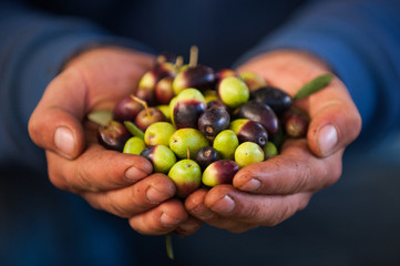 organic olives in the hands of farmer view frontal blue background
