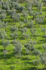 landscape of an expanse of olives with green meadows in the region called Umbria in Italy