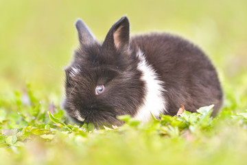 Easter greetings - Easter bunny rabbit sitting in green grass.