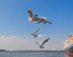 Fototapeta na wymiar Seagulls flapping in the blue sky in April