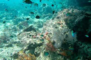 Fototapeta na wymiar Coraline algae and corel in the cockburn Island, Myanmar
