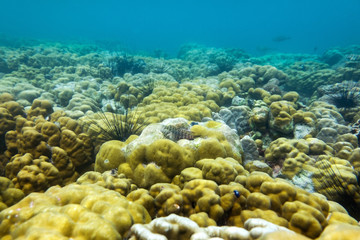 Naklejka na ściany i meble Brain coral under the sea in the cockburn island of Myanmar