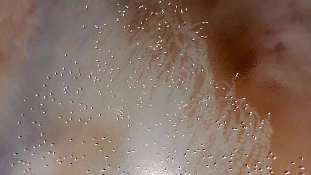 Aerial top down shot of a flock of flamingos flying over the brown water of Lake Natron, Tanzania.