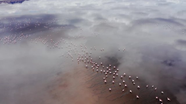 Aerial drone shot flying forward with the camera pointing down of a flock of flamingos walking in Lake Natron, Tanzania. Cloudy day.