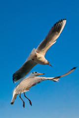 Seagulls flapping in the blue sky in April