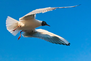 Seagulls flapping in the blue sky in April