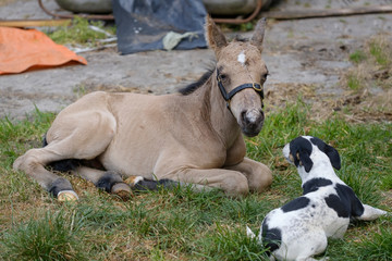 Cute newborn colt, yellow dun color. Lying in grass on a spring day. little dog in front of the foal
