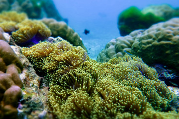 Anemone under the sea in the cockburn  island of Myanmar