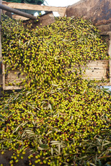 unloading of olives freshly harvested from a tractor