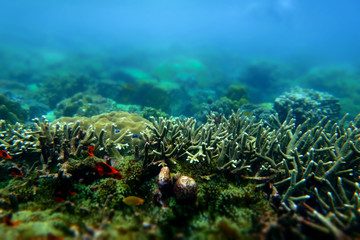 Anemone under the sea in the cockburn  island of Myanmar