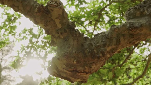 Footage from Parnitha forest, located near Athens, capital of Greece on spring, sunny day. Pan medium shot of big branch of plane tree
