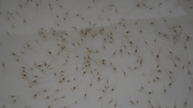 Shrimp / prawn post larvae swimming in bowl shot in commercial hatchery