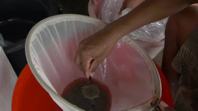 Harvesting and packing shrimp / prawn post larvae in commercial hatchery to be delivered to intensive farm