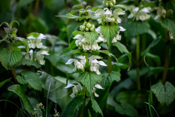 Blooming nettle plant with white flowers background