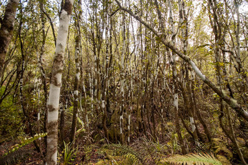 Sparse forest in the area of Orakei Korako with clouds in the blue sky. North Island of New Zealand