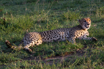 Fototapeta na wymiar Safari in Kenya. Cheetah in Masai Mara Park